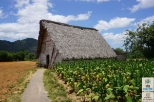 #36. Cuba, cigar plantation at Vinales