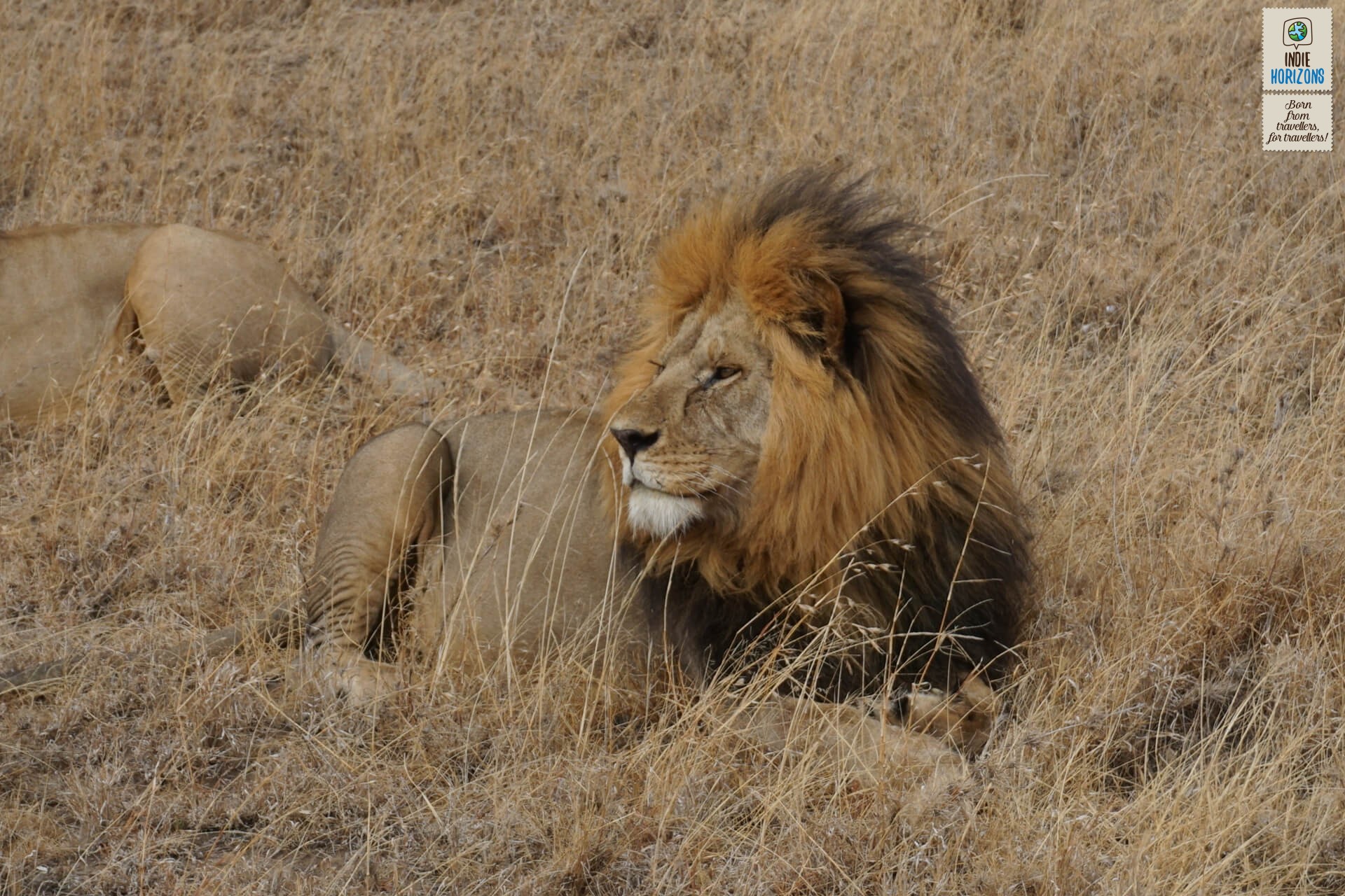54. Tanzania, lion resting at Serengeti plains