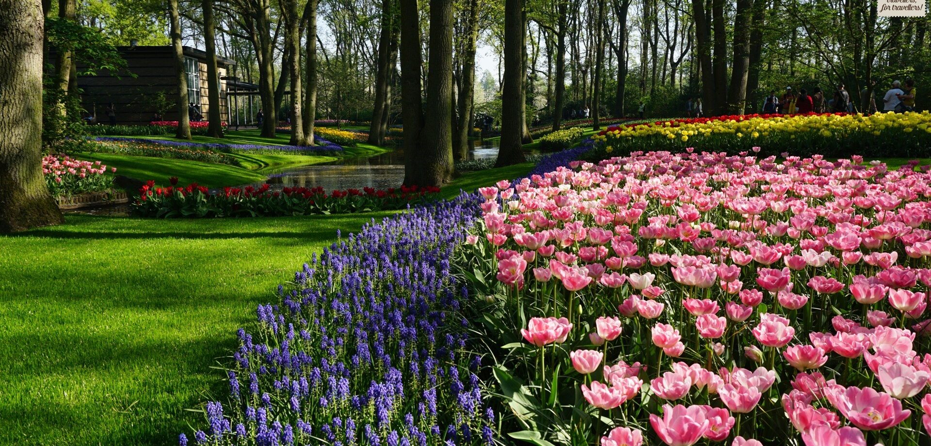 #68. Netherlands, tulip bloom at Keukenhof gardens.