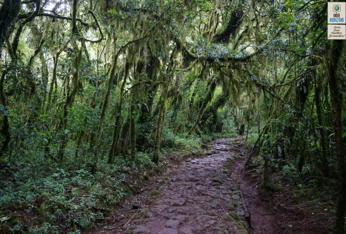 54. Tanzania, hiking the slopes of mount Kilimanjaro