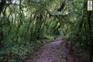 54. Tanzania, hiking the slopes of mount Kilimanjaro