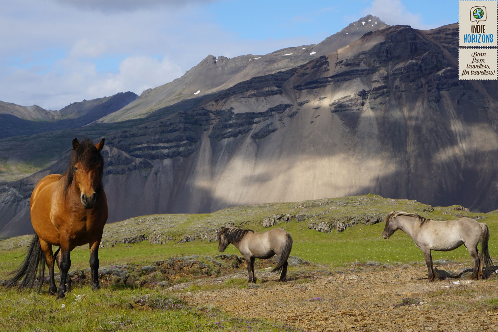 59. Iceland, free roaming horses